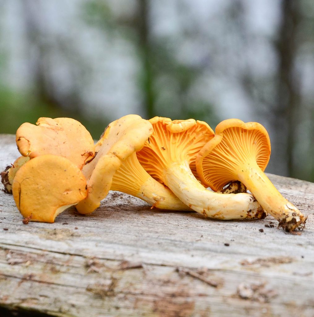 kantareller